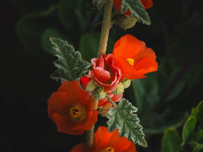 Desert Globemallow (Sphaeralcea ambigua)